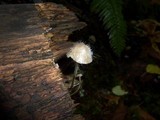 Spinellus fusiger image