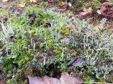 Cladonia crispata var. crispata image