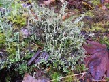 Cladonia crispata var. crispata image