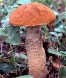Leccinum aurantiacum image