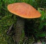 Leccinum versipelle image