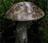 Leccinum variicolor image