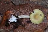 Amanita sect. Vaginatae image