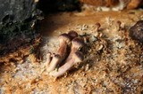 Gymnopilus luteofolius image