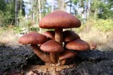 Gymnopilus luteofolius image