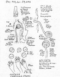 Mycena corticola image