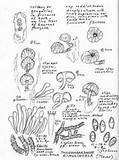 Phaeomarasmius rimulincola image