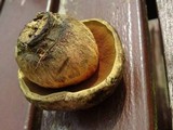 Boletus luridiformis image