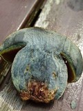 Boletus luridiformis image