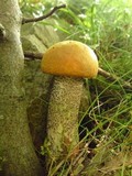 Leccinum versipelle image