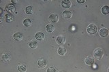 Amanita sect. Vaginatae image