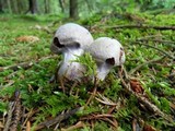 Cortinarius camphoratus image