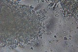 Clavulinopsis fusiformis image