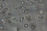 Clavulinopsis fusiformis image