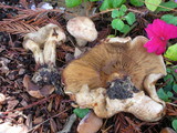 Paxillus involutus image