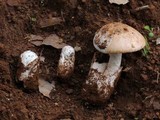Amanita fallax image