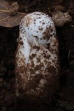 Amanita fallax image