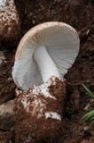 Amanita fallax image