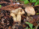 Paxillus involutus image