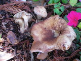Paxillus involutus image
