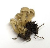 Hodophilus paupertinus image