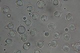 Amanita sect. Vaginatae image