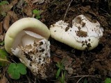 Amanita vernicoccora image