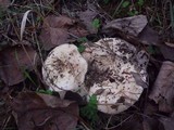 Lactarius controversus image