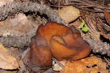 Otidea bufonia image