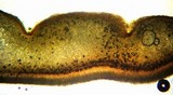 Otidea bufonia image