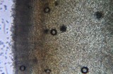 Otidea bufonia image
