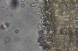 Otidea bufonia image