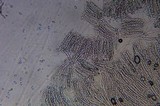 Otidea bufonia image