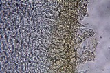 Otidea bufonia image