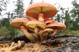 Gymnopilus luteofolius image