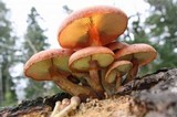 Gymnopilus luteofolius image