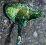 Leucoagaricus caerulescens image