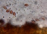 Leucoagaricus caerulescens image