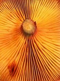 Gymnopilus luteofolius image