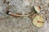 Leucoagaricus caerulescens image