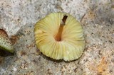 Leucoagaricus caerulescens image