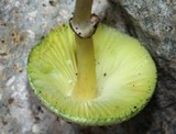 Leucoagaricus caerulescens image