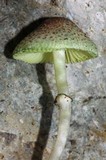 Leucoagaricus caerulescens image