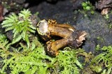 Podosordaria entosulphurea image