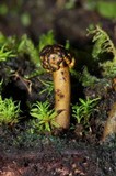 Podosordaria entosulphurea image