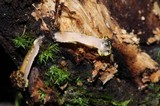 Podosordaria entosulphurea image
