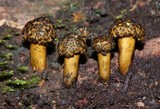 Podosordaria entosulphurea image