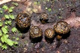 Podosordaria entosulphurea image