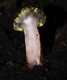 Podosordaria entosulphurea image