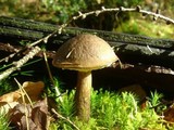 Leccinum variicolor image